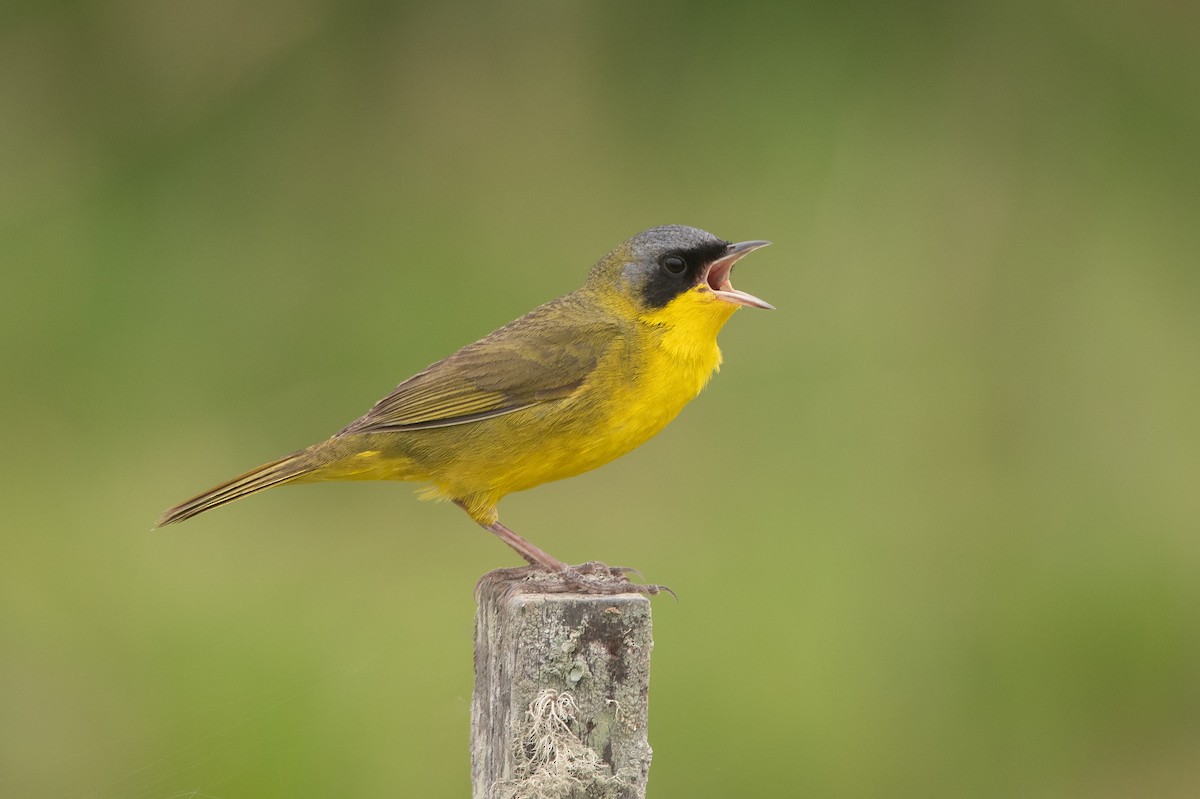 Southern Yellowthroat - Pablo Re