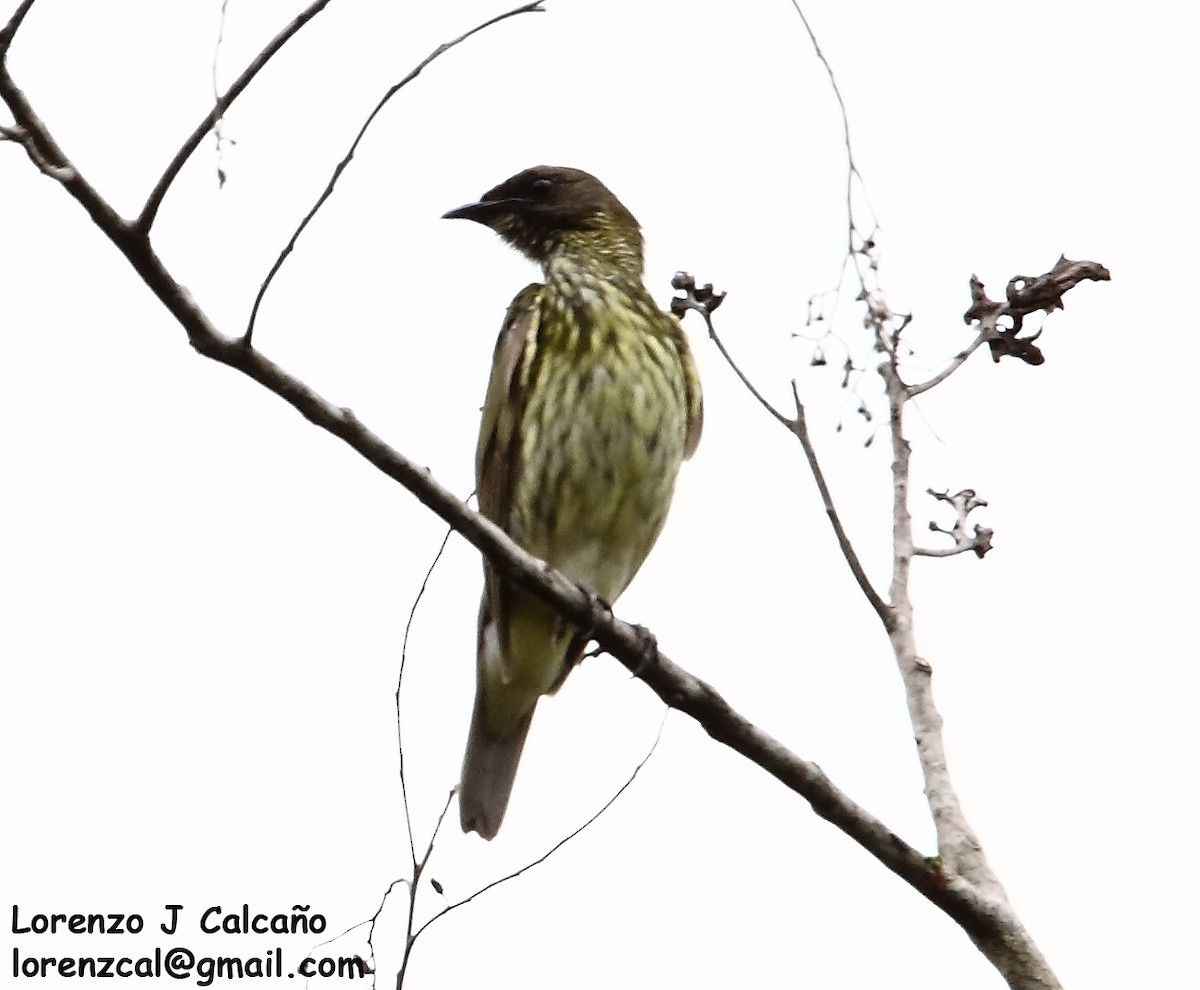 Bearded Bellbird - Lorenzo Calcaño