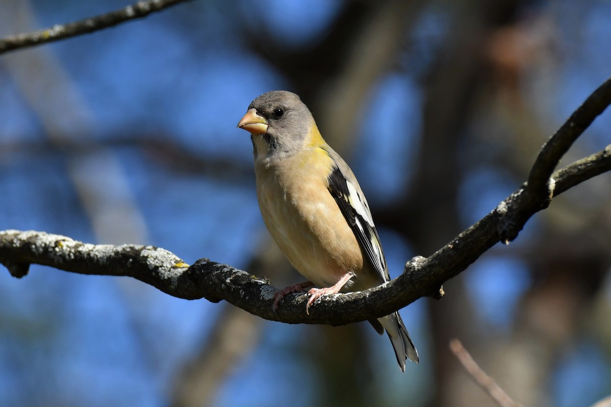 Evening Grosbeak - ML274326581