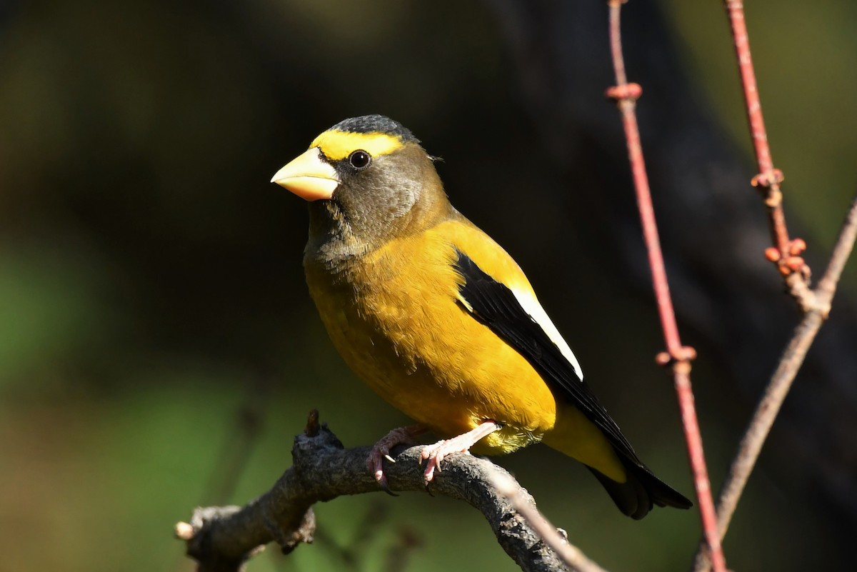 Evening Grosbeak - ML274326591