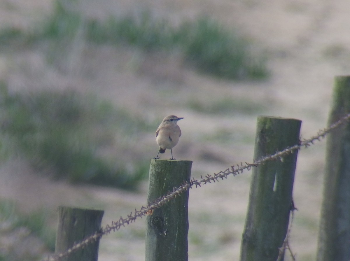 Isabelline Wheatear - Pedro Ramalho