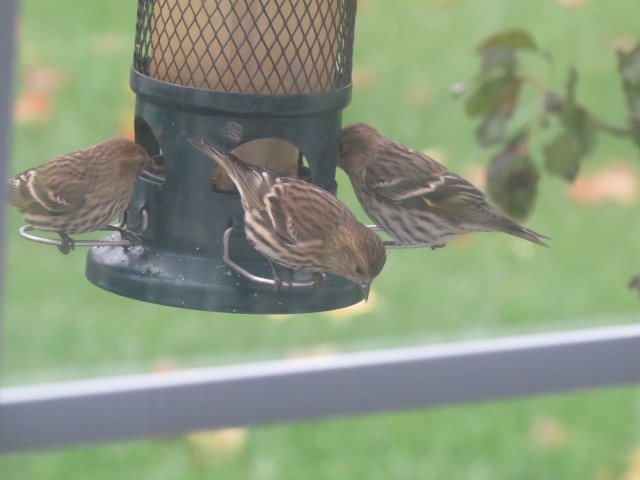 Pine Siskin - ML274327231