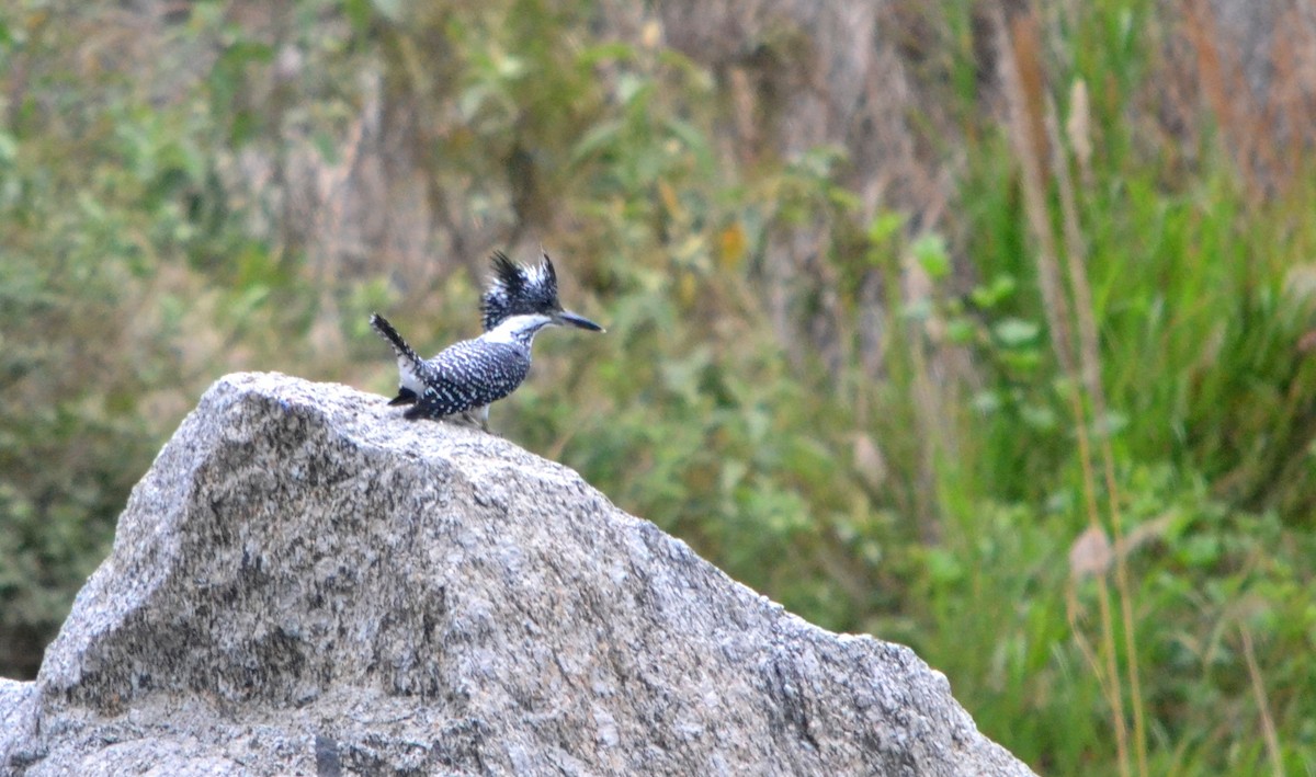 Crested Kingfisher - ML27432841
