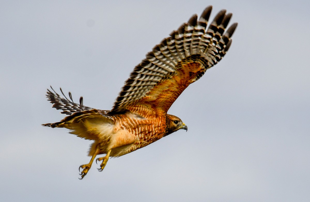 eBird Checklist - 25 Oct 2020 - Granville Schools Land Lab - 11 species