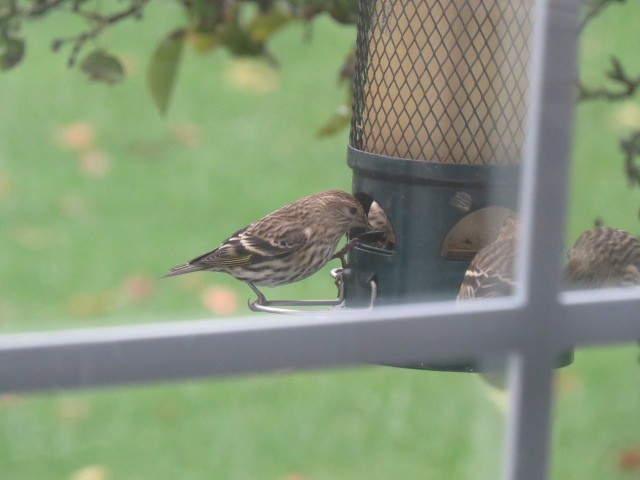 Pine Siskin - ML274329771