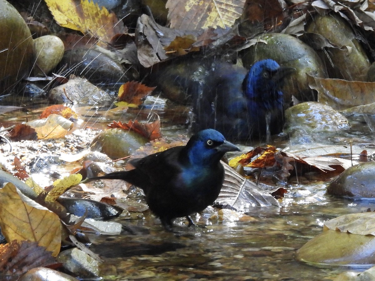 Common Grackle - ML274329911