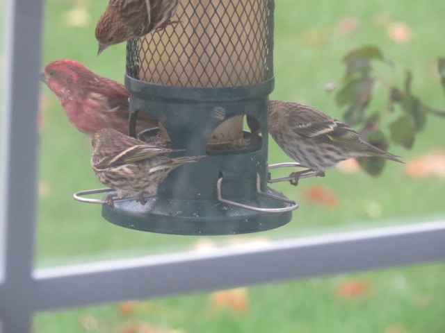 Purple Finch - ML274330241