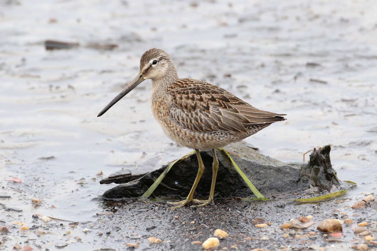 Long-billed Dowitcher - Sean McCandless
