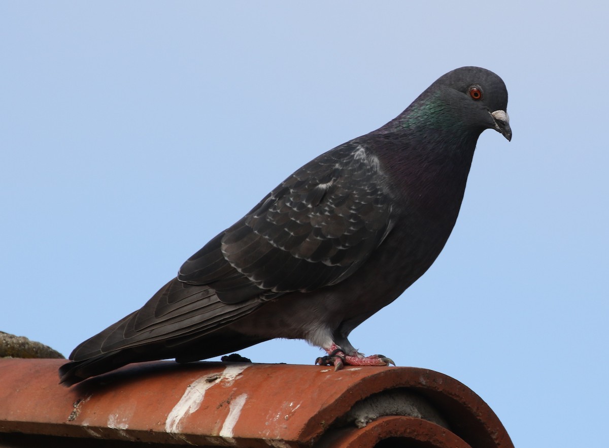 Rock Pigeon (Feral Pigeon) - ML274330911