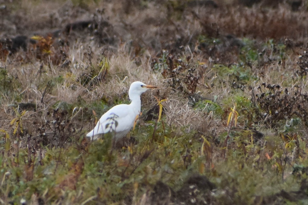 Western Cattle-Egret - Andrea Heine