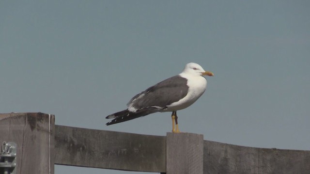 Lesser Black-backed Gull (graellsii) - ML274332931