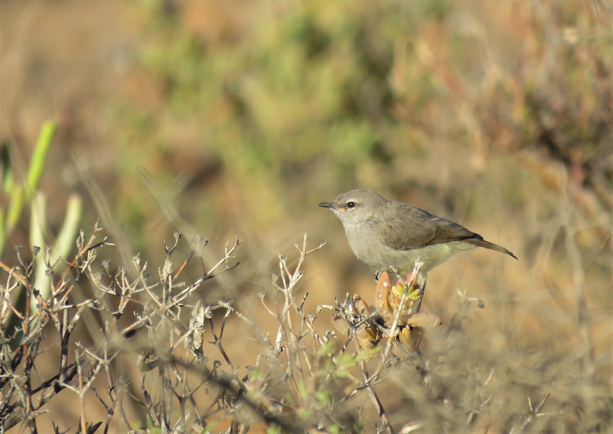 Yellow-bellied Eremomela - ML274334601