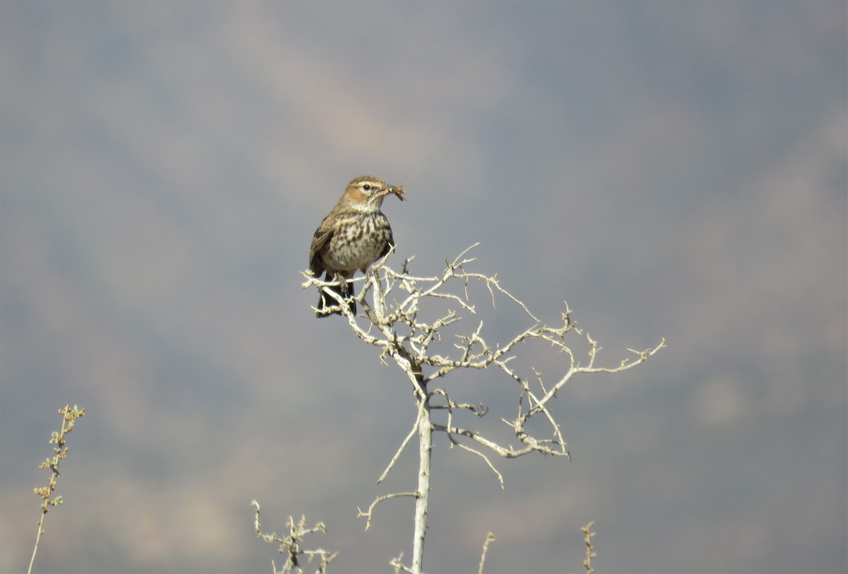 Karoo Lark - ML274335101