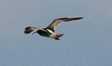 Courlis corlieu (phaeopus) - ML27433521