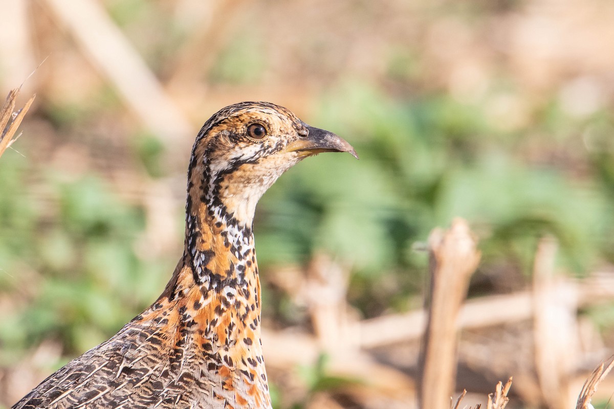 Francolín Etíope (elgonensis) - ML274336911