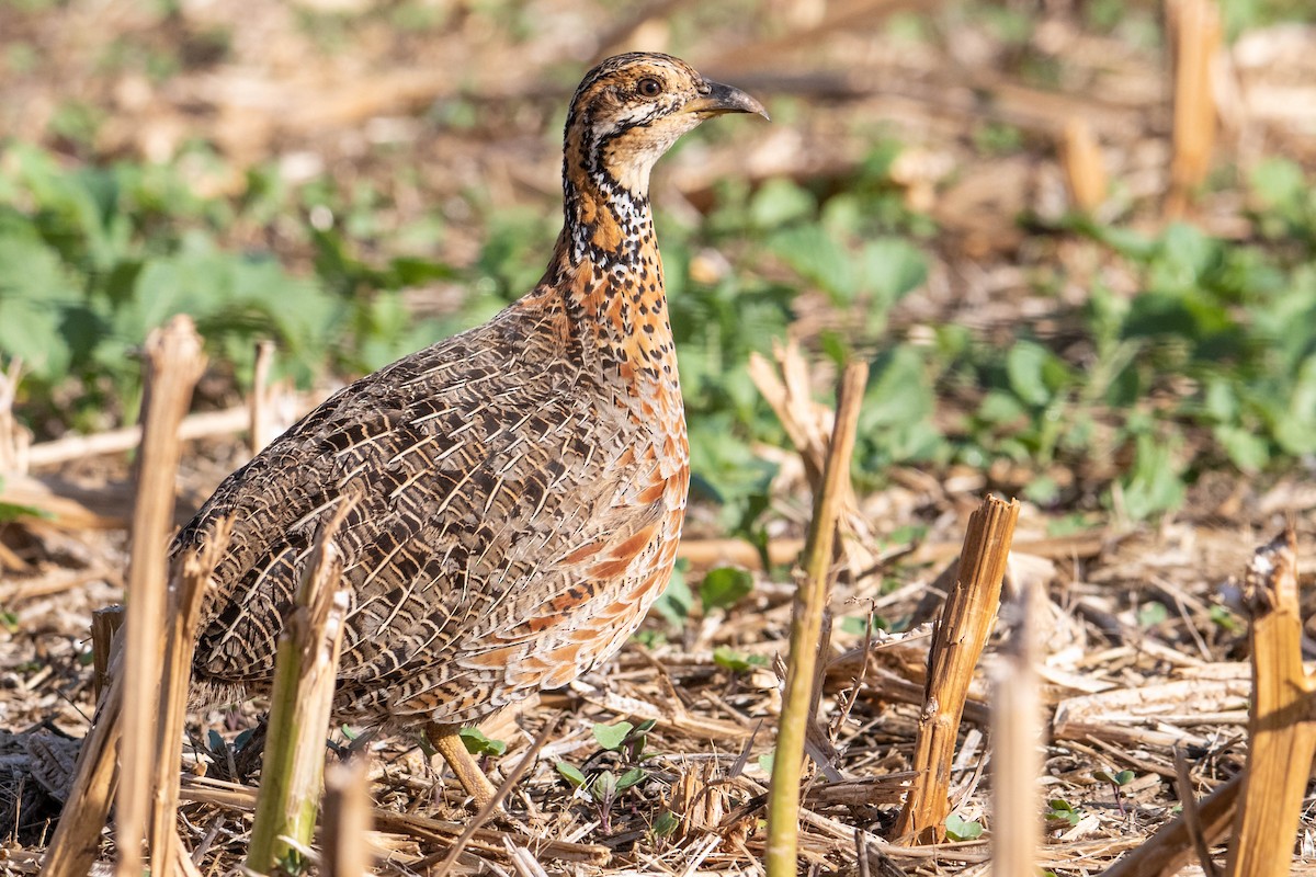 Elgon Francolin - Peter  Steward