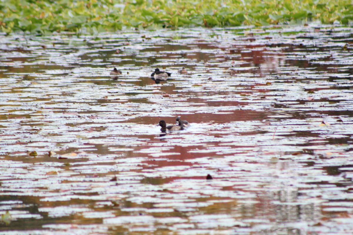 Ring-necked Duck - ML274337331