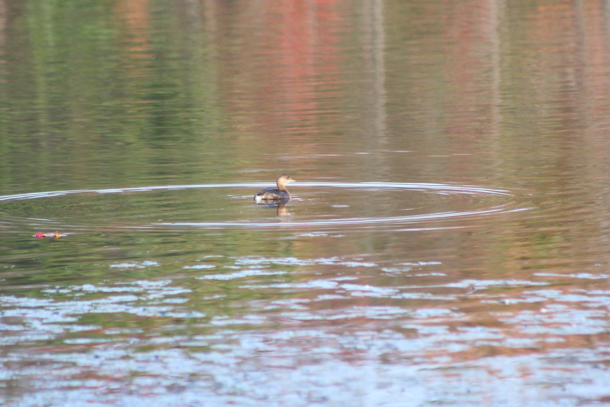 Pied-billed Grebe - ML274337441