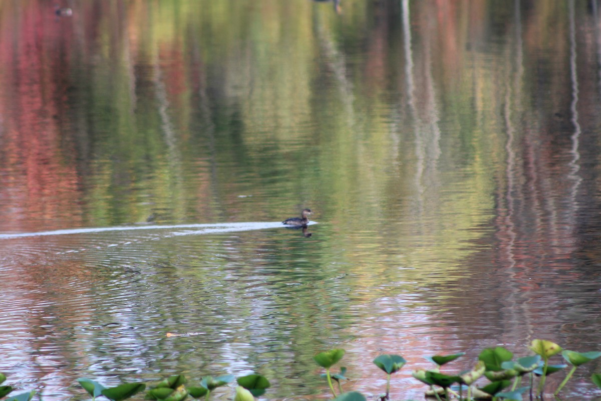 Pied-billed Grebe - ML274337511