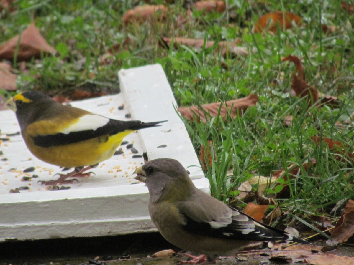 Evening Grosbeak - ML274339771