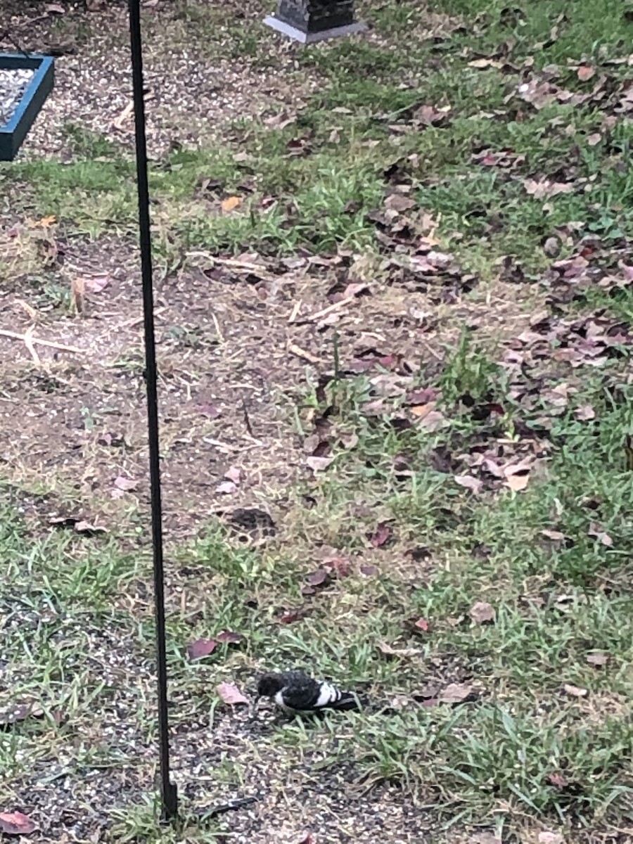 Red-headed Woodpecker - ML274339901