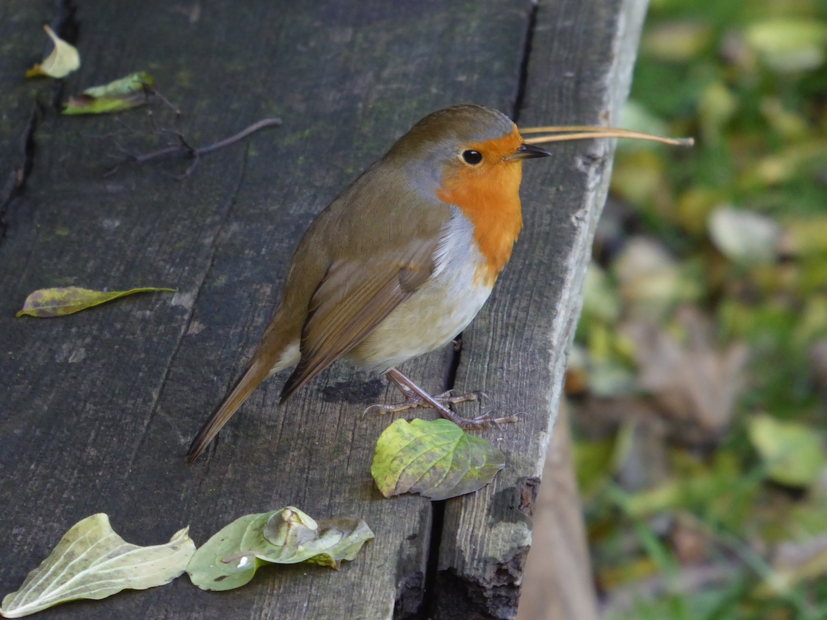 European Robin - ML274340021