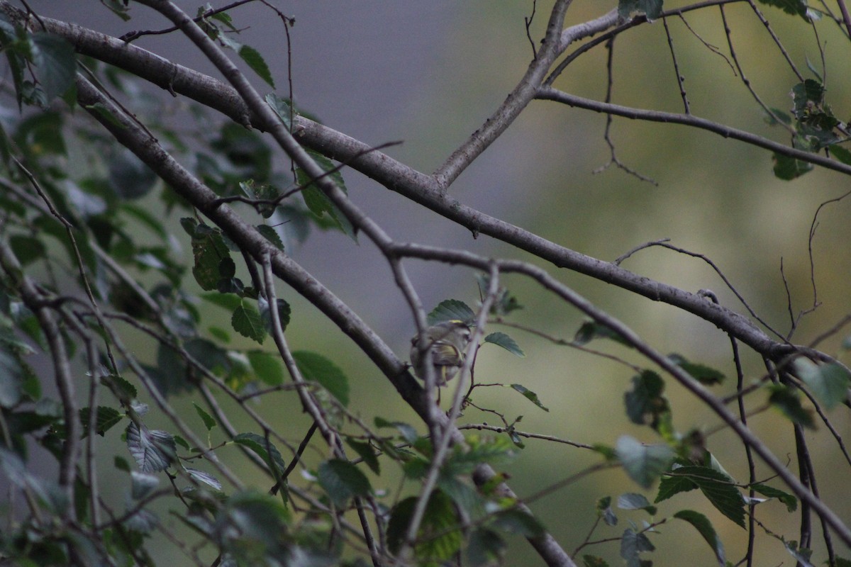 Golden-crowned Kinglet - ML274340061