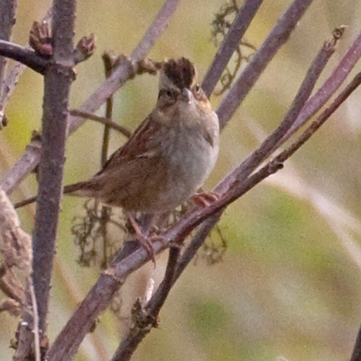 Swamp Sparrow - ML274340341