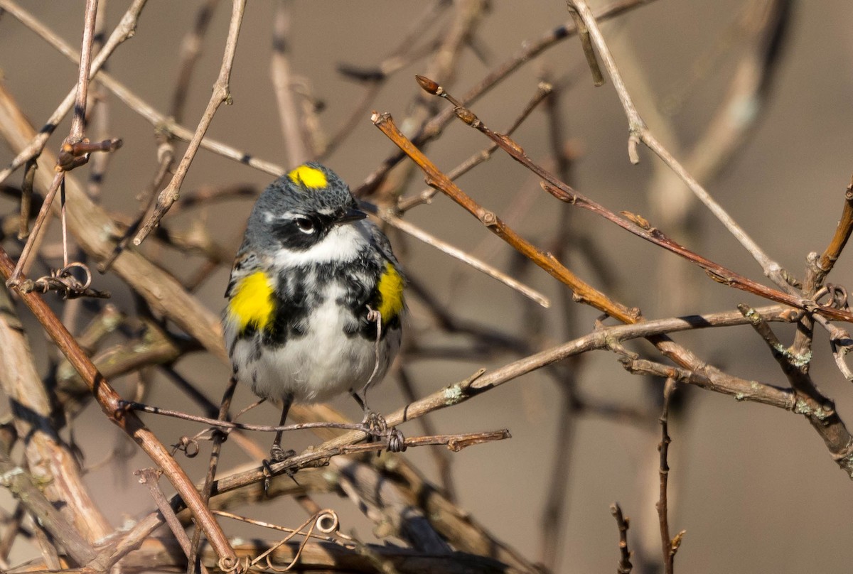 Yellow-rumped Warbler (Myrtle) - John Sutton