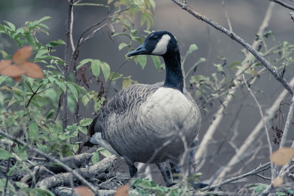 Canada Goose - ML274341271