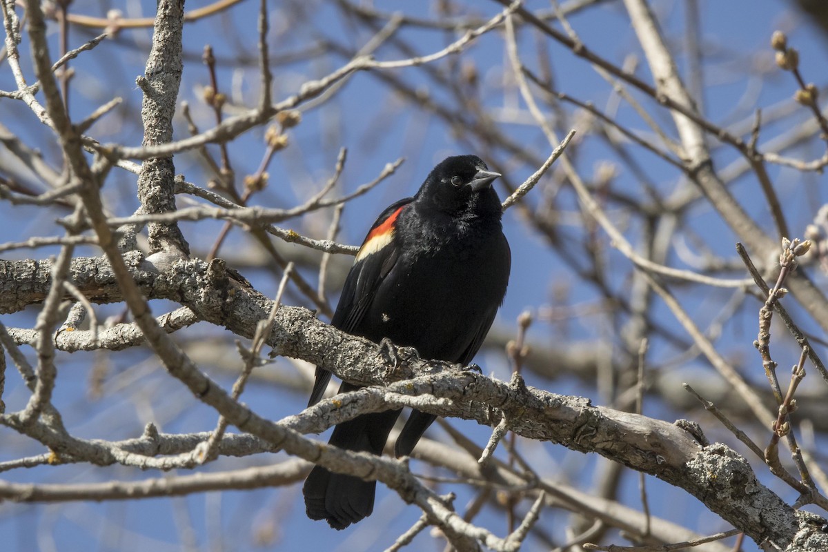 Red-winged Blackbird - ML27434161