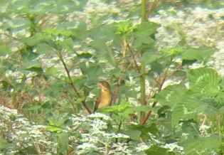 Dickcissel - ML274343921