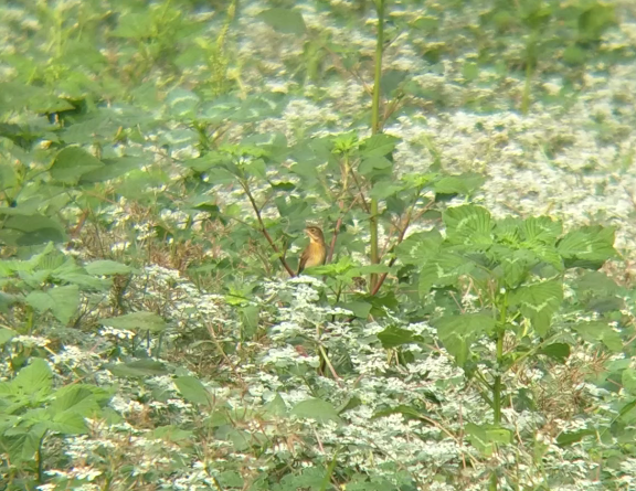 Dickcissel - Jorge Francisco Ortiz Valenzuela