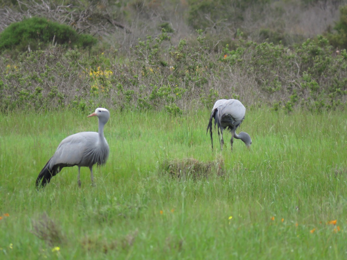 Blue Crane - Guiller Mina