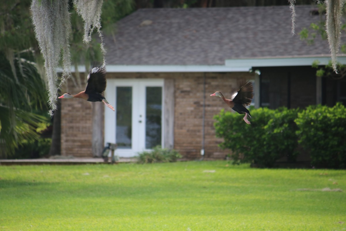 Black-bellied Whistling-Duck - ML27434601