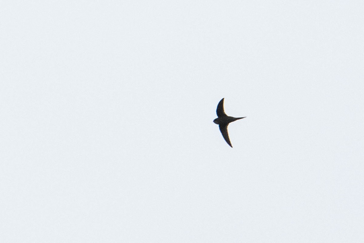 Scarce Swift - ML274346801