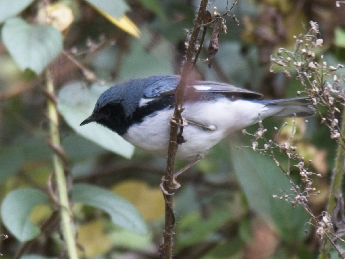 Black-throated Blue Warbler - ML274347141