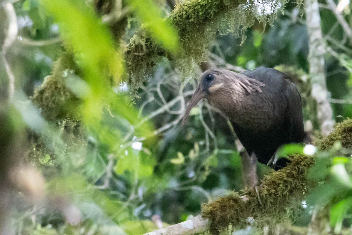 ibis olivový - ML274347311