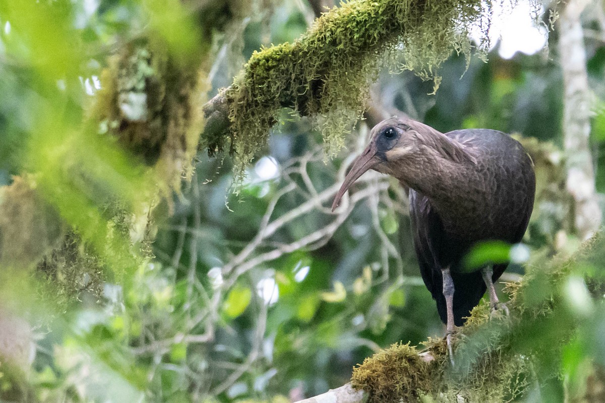 Olive Ibis - Peter  Steward