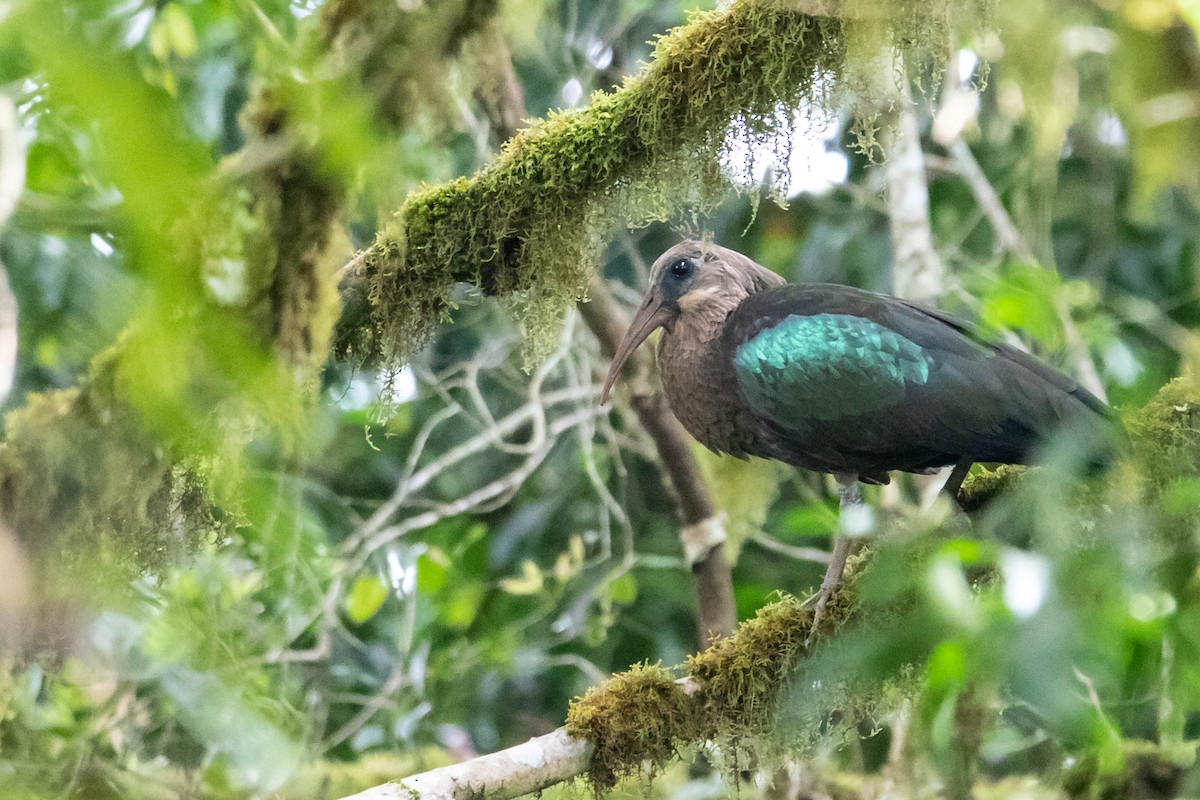 Olive Ibis - Peter  Steward