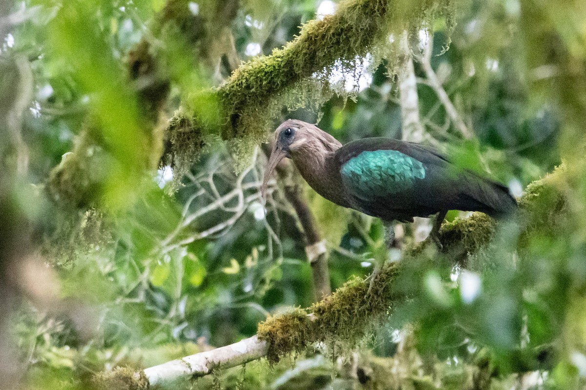 ibis olivový - ML274347351