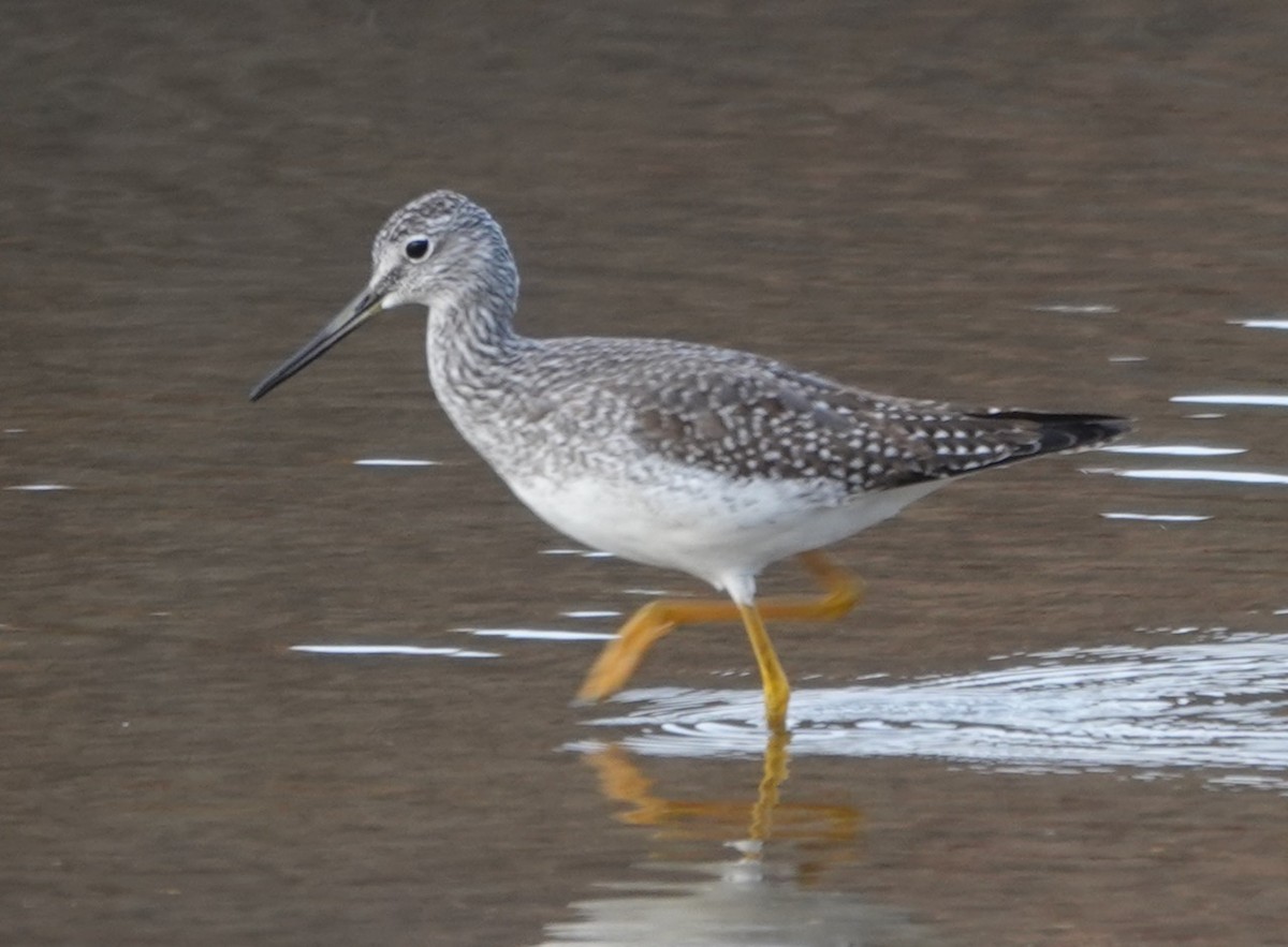 Greater Yellowlegs - ML274347491