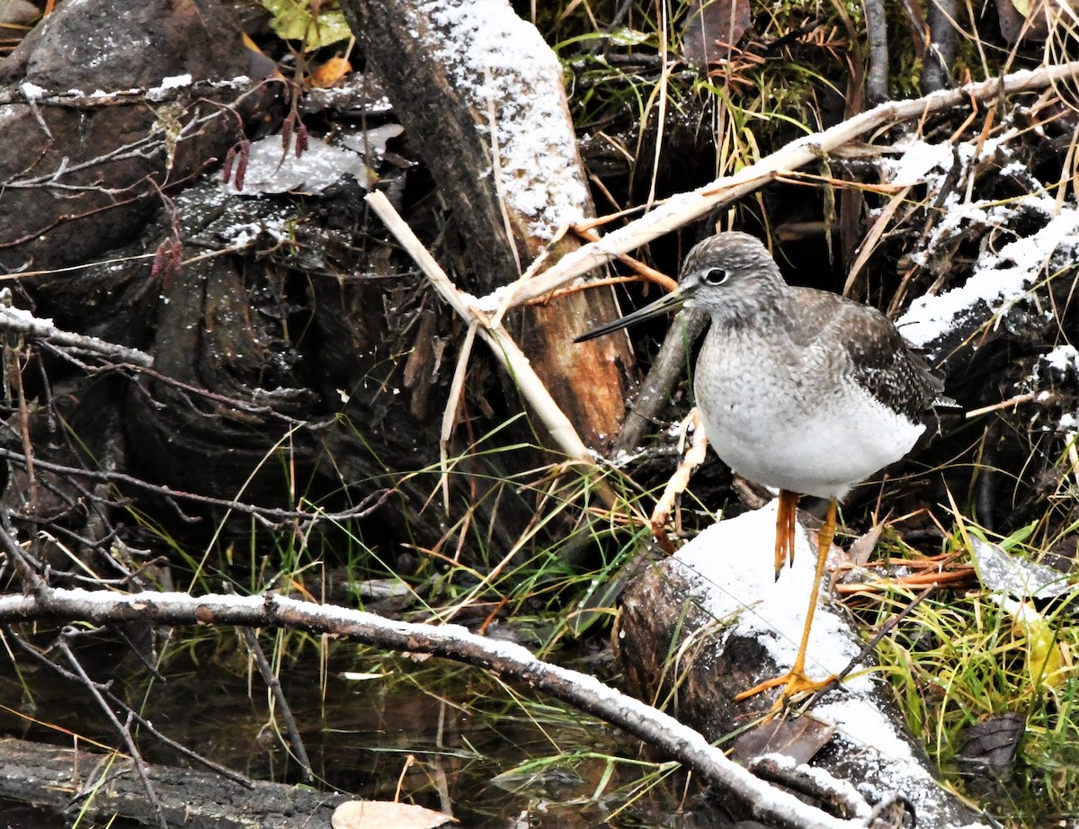 Greater Yellowlegs - Francois Dubois