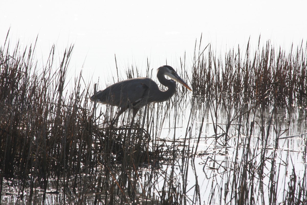 Great Blue Heron (Great Blue) - ML274348371