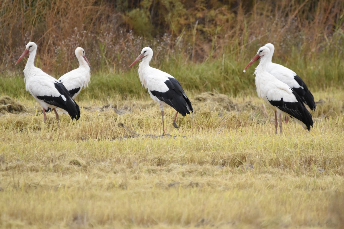 White Stork - Eduardo Gracia fuster