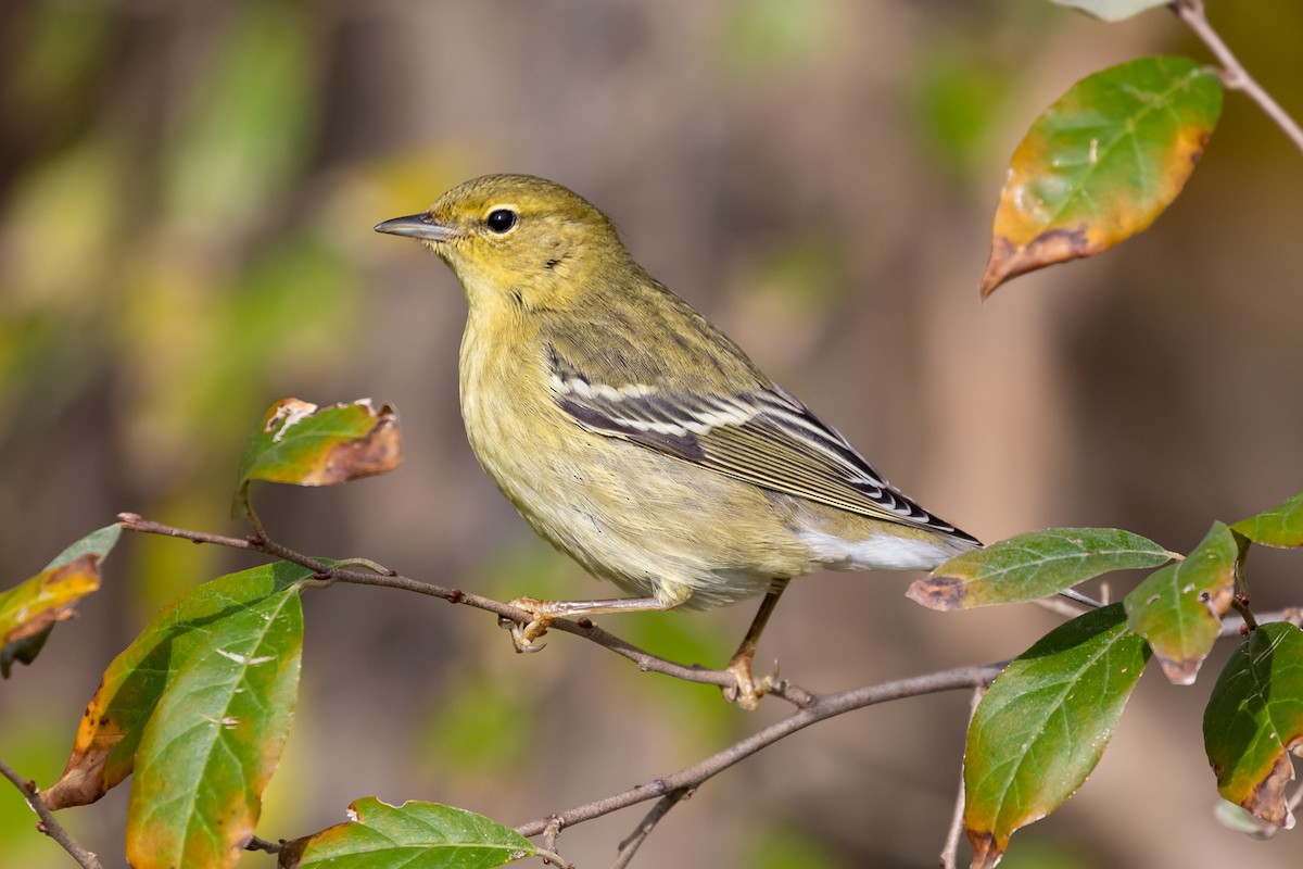 Blackpoll Warbler - Alan Wells