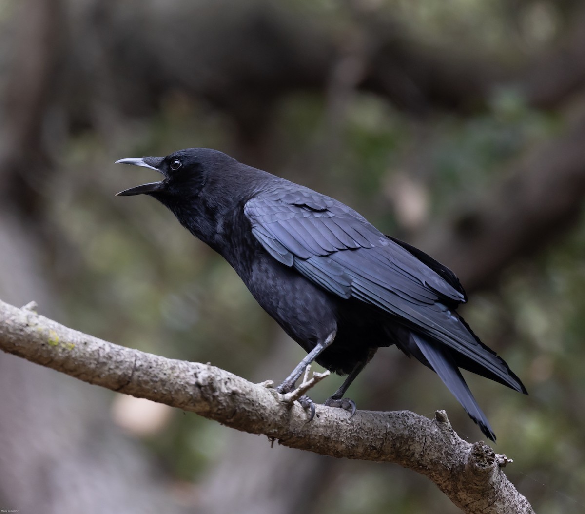 American Crow - ML274350461