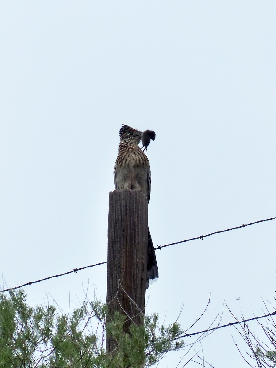 Greater Roadrunner - ML274351031