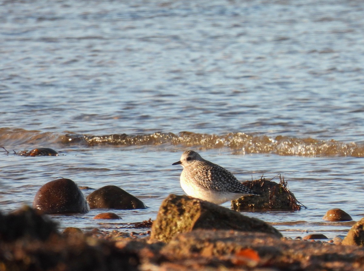 Black-bellied Plover - Colin Leslie