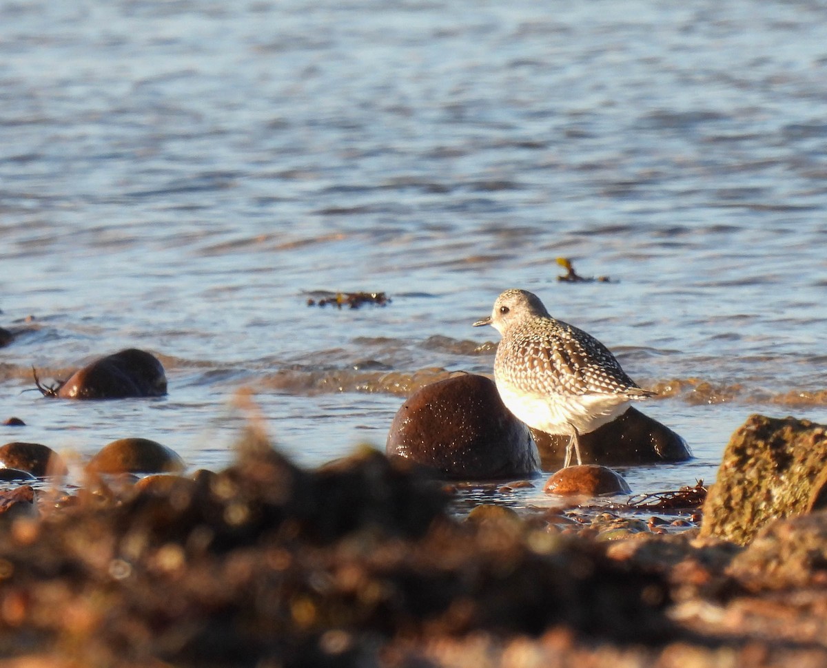 Black-bellied Plover - Colin Leslie